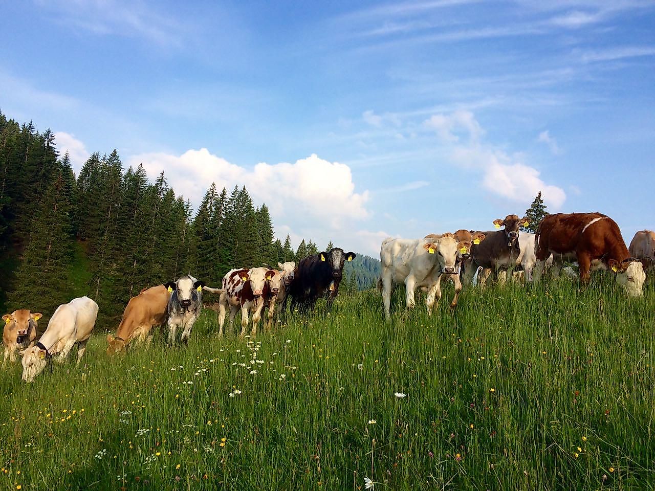 Alpwanderung zur Alpe Dinjörgen im Naturpark Nagelfluhkette