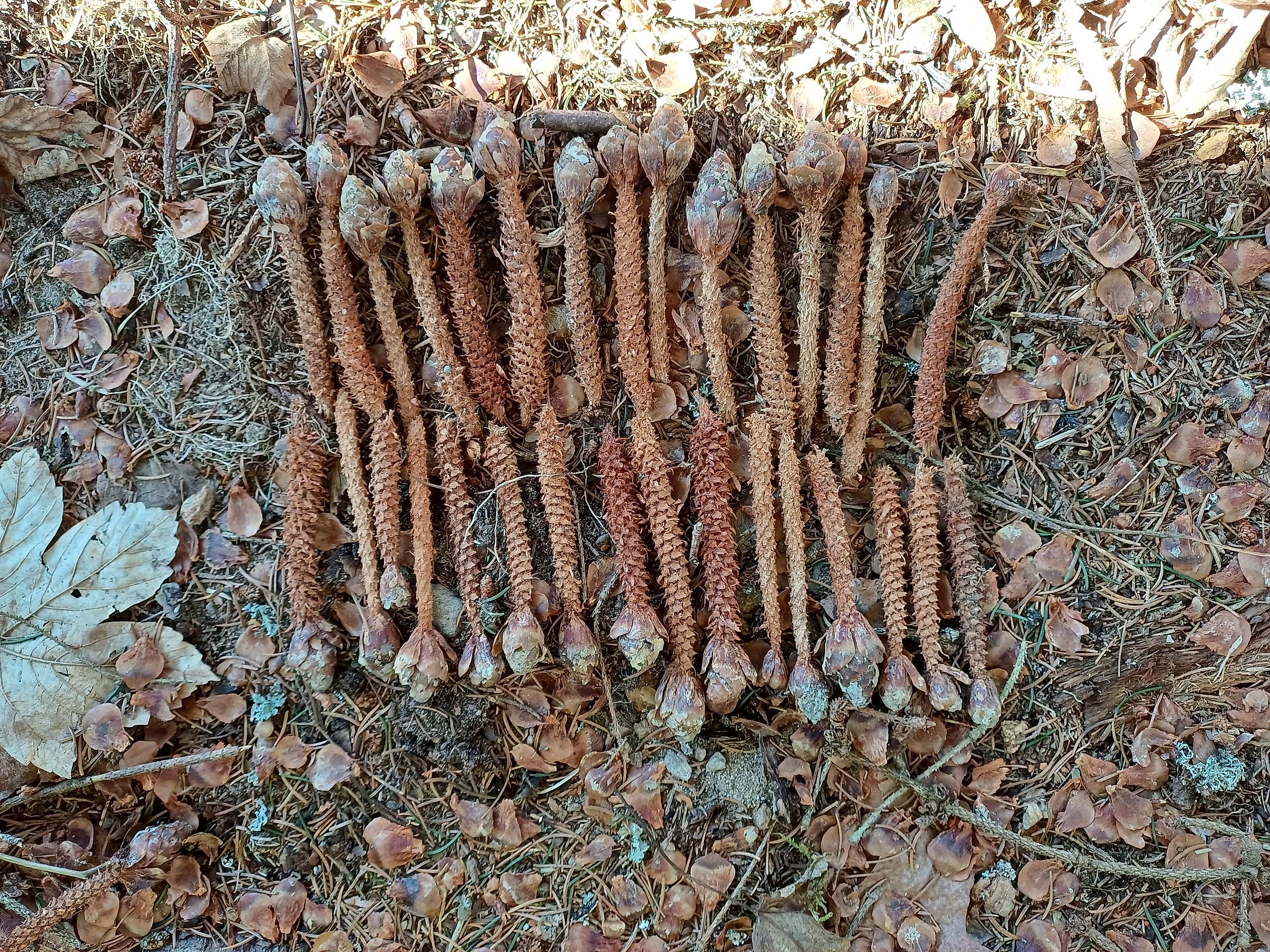 LandArt zum Thema "Grenze"