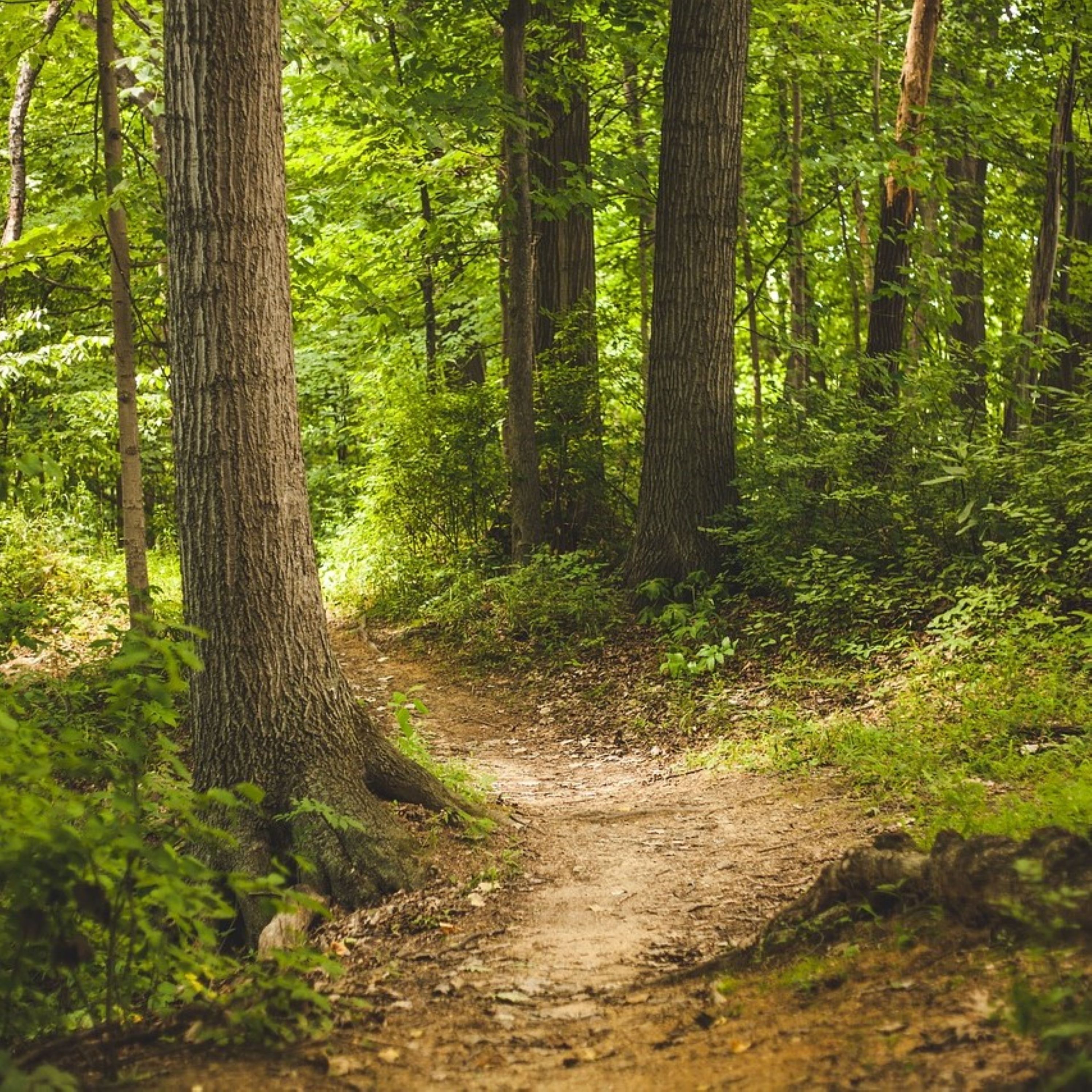 Jahreszeit-Waldbaden (Sommer)
