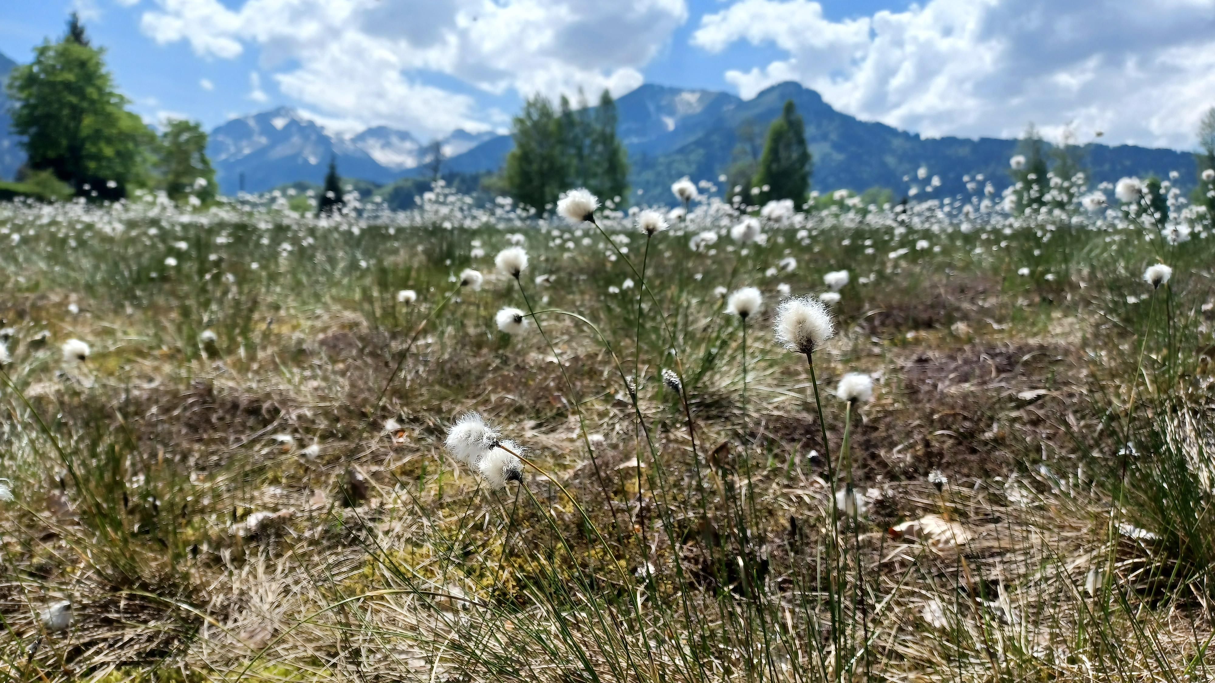 Mit dem Ranger unterwegs - Das Moor
