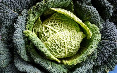 Kohltouren (Grünkohlessen): Tradition in Oldenburg & Bremen