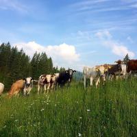 Alpwanderung zur Alpe Dinjörgen im Naturpark Nagelfluhkette